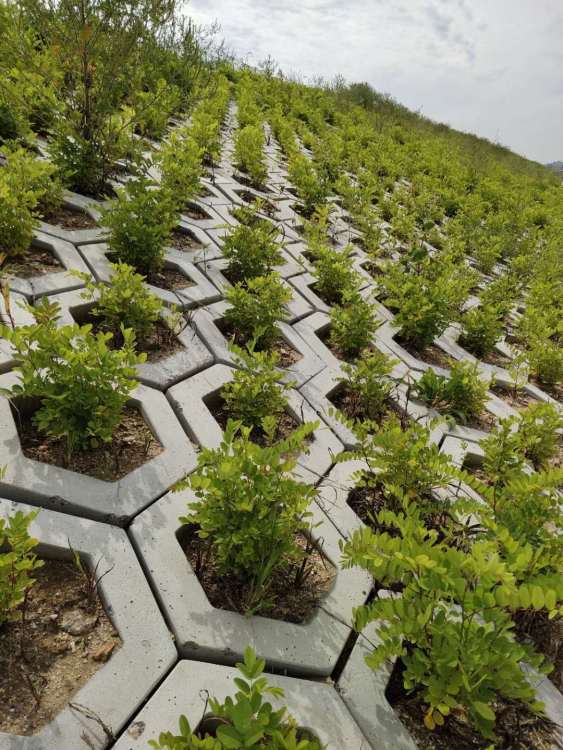 白城高鐵綠化工程施工 構筑生態廊道，提升城市景觀